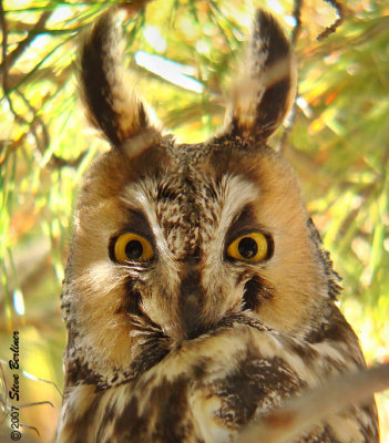 Long-eared Owl