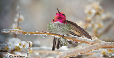 Anna's Hummingbird & ice