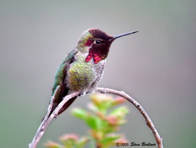 Anna's Hummingbird, male