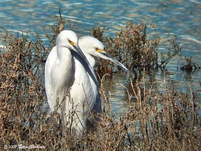 Snowy Egrets