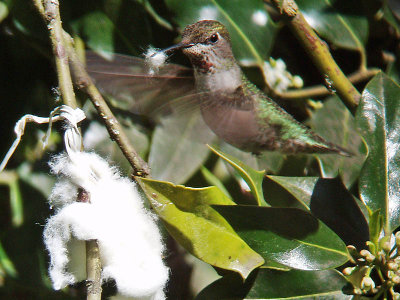Anna's female taking  lint for nest