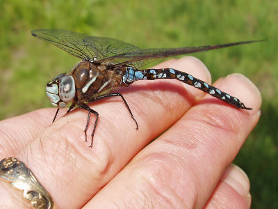 California Darner