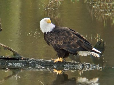 Bald Eagle on log