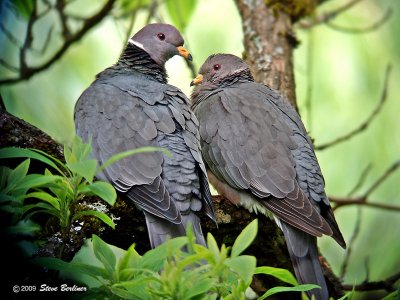 Band-tailed pigeons