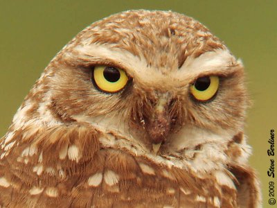 Burrowing Owl