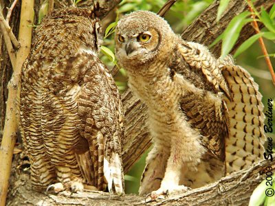 Great-horned Owls
