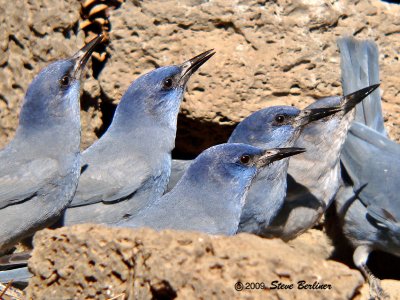 Pinyon Jays