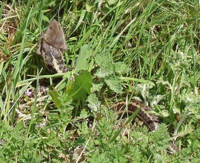 Garter Snake  & mouse