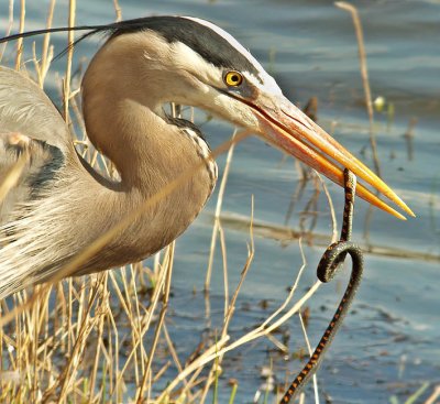 Great Blue Heron w-snake