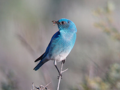 Mtn. Bluebird