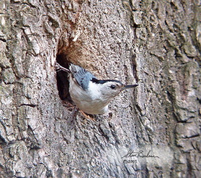 White-breasted Nuthatch