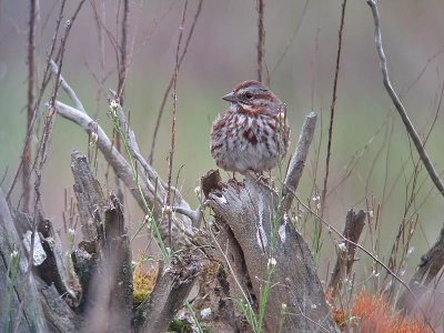 Song Sparrow