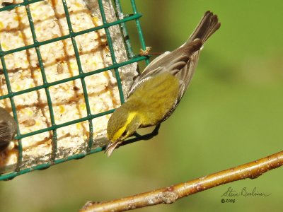 Townsends Warbler f.