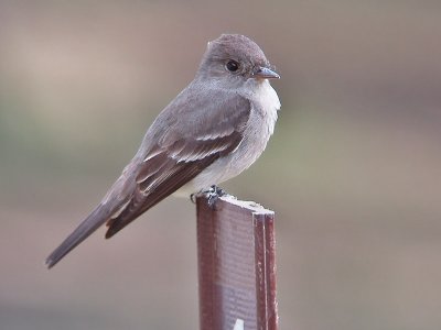 Western Wood Pewee