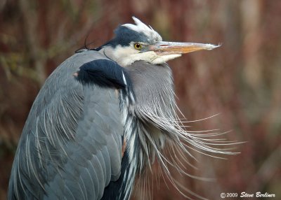 Great Blue Heron