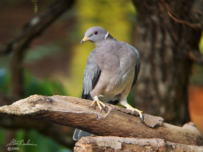 Band-tailed Pigeon