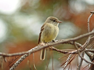 Flycatcher spp.