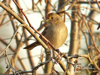 Golden-crowned Sparrow