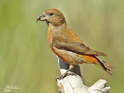 Red Crossbill