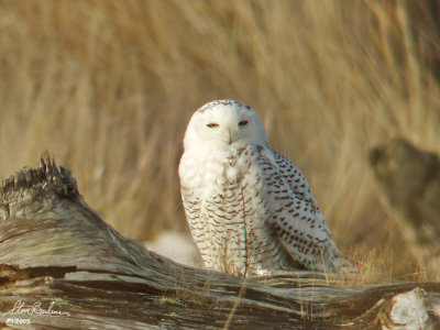 Snowy Owl