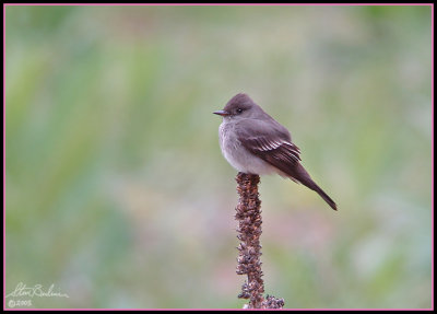 Western Wood-Pewee