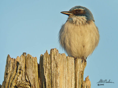 Western Scrub Jay