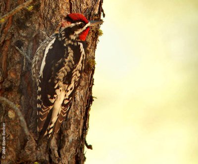 Red-naped Sapsucker