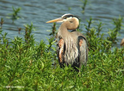Great Blue Heron