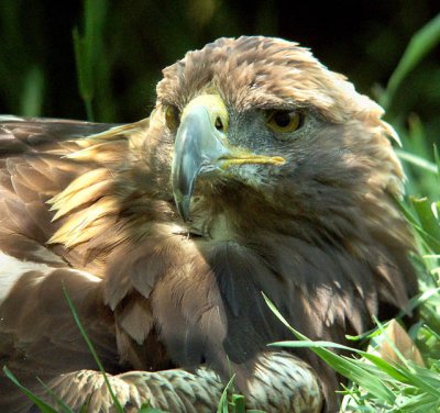 Golden Eagle