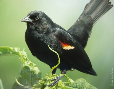 Red-winged Blackbird