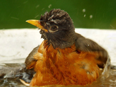 American Robin