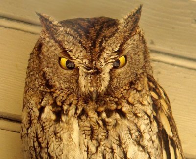 Western Screech Owl