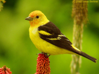 Western Tanager on  Poker plant