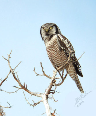 Northern Hawk Owl