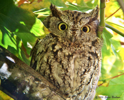 Western Screech Owl