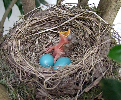 Robin chick day 1