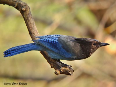 Steller's Jay