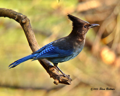 Steller's Jay