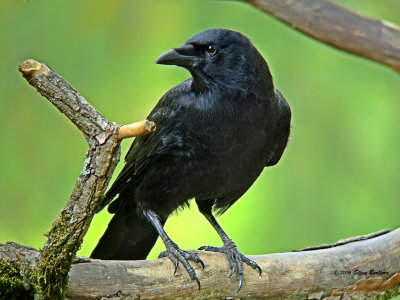 American Crow