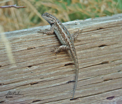 W. Fence Lizard