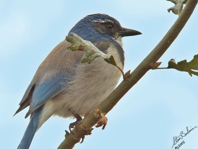 Western Scrub Jay