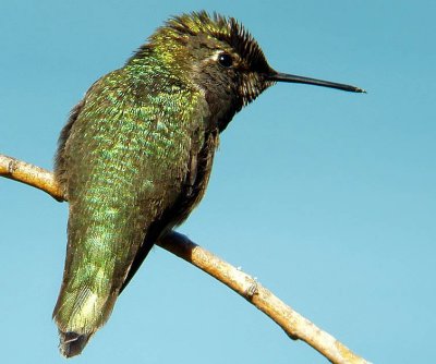 Anna's Hummingbird