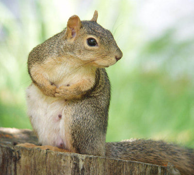 Fox Squirrel