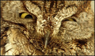 Western Screech Owl