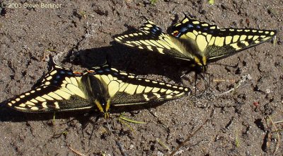 Anise Swallowtails