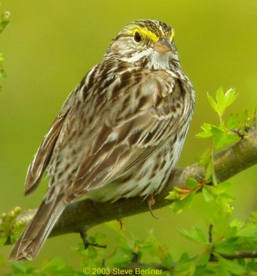 Savannah Sparrow