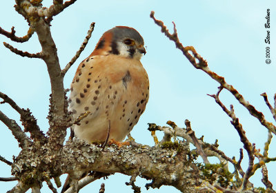 American Kestrel