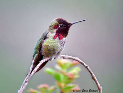 Anna's Hummingbird, m.