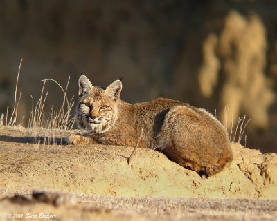 Bobcat