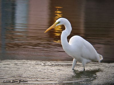 Great Egret